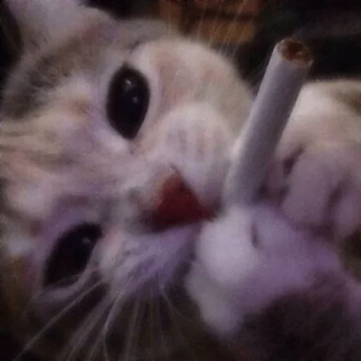 Sticker STjAcFKtQn_by_Sticker_tg_robot - 1