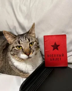 Sticker orlihaSpbPack @Tgthemesrobot - 11