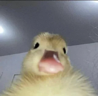 Sticker Зверьки💗 @Sticker_tg_robot - 2