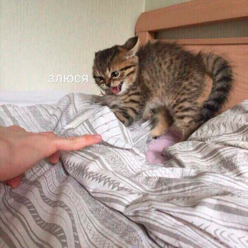 кошка кошачьи животное