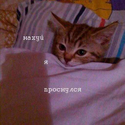 кошки малого и среднего размера кошачьи комнатный