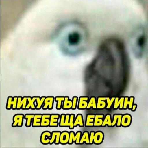 животное попугай птица