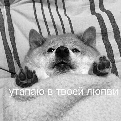 млекопитающее животное домашнее животное