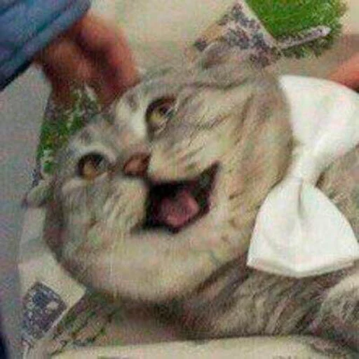 млекопитающее кошачьи кошка