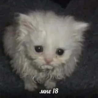 Sticker @StickersFuck1 - 3