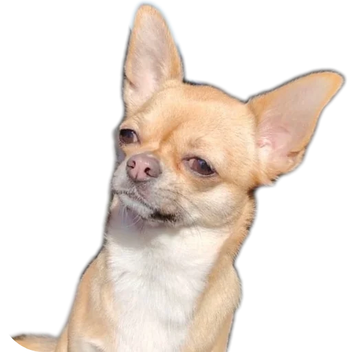 Сабакина Будка (всрато) - 