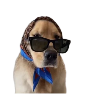 Стикер Сабакина Будка (всрато) - 3