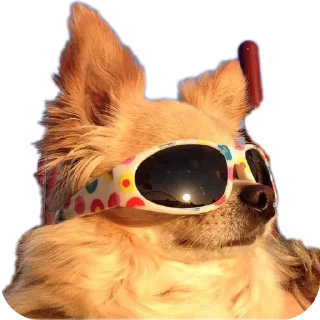 Стикер Сабакина Будка (всрато) - 0