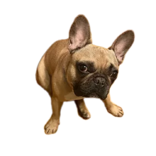 Стикер Сабакина Будка (всрато) - 2