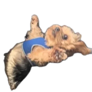 Стикер Сабакина Будка (всрато) - 5