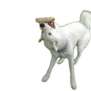 Стикер Сабакина Будка (всрато) - 10