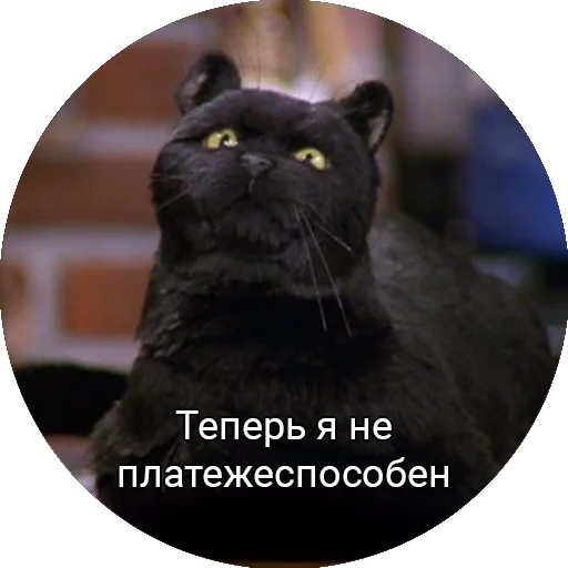 mammal animal small to medium-sized cats