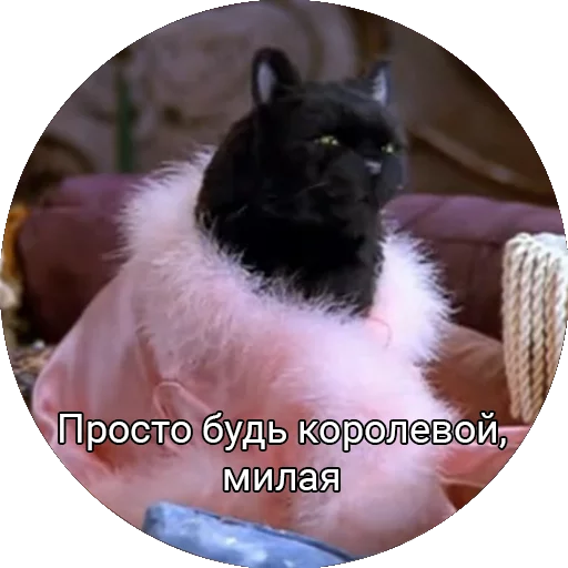 mammal small to medium-sized cats animal