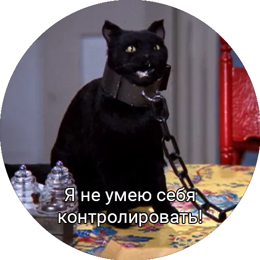 small to medium-sized cats black cat felidae