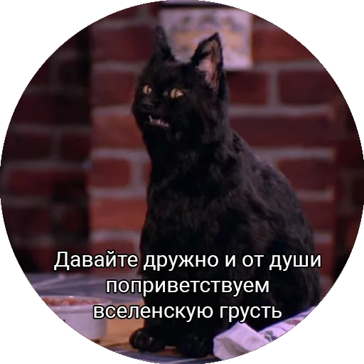 animal mammal black cat