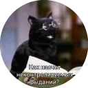 Кот Салем - млекопитающее