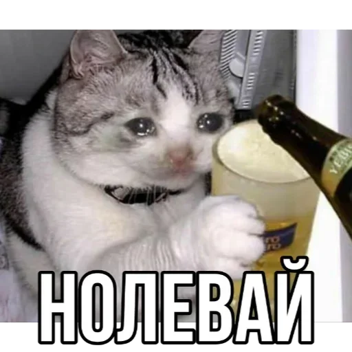 СМС кошки малого и среднего размера кошачьи