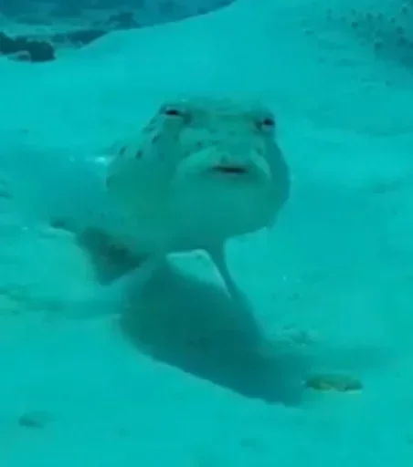 животное рыба Вода