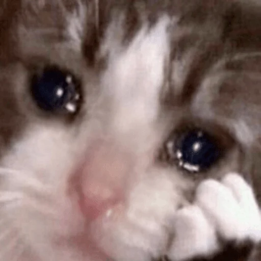 Грустные котики - 