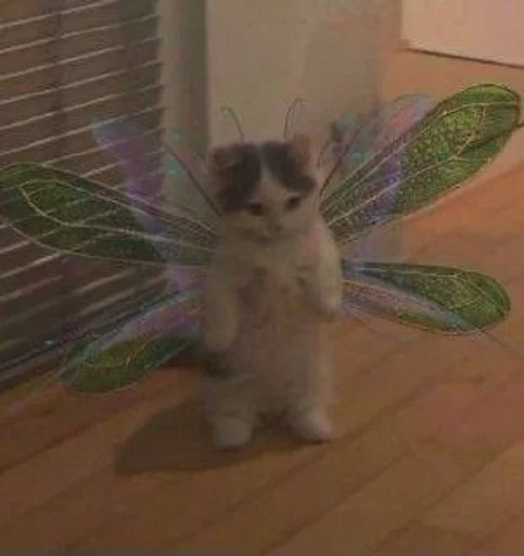 mammal animal indoor