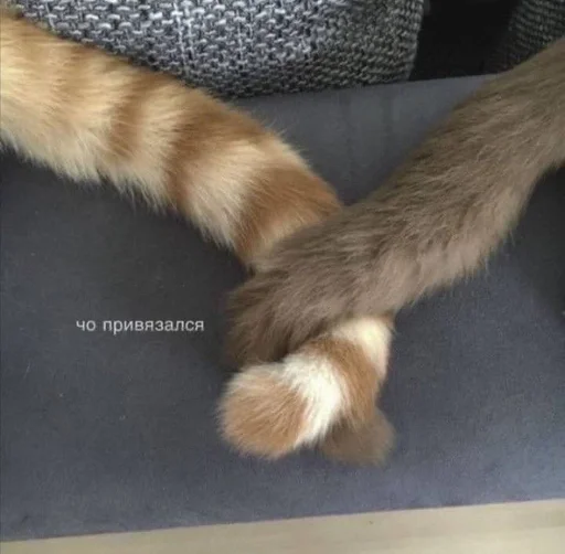 животное мех млекопитающее