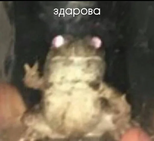 животное лягушка амфибия