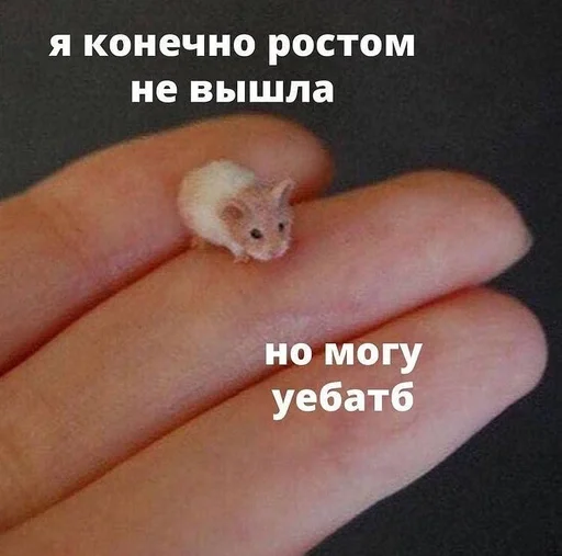 СМС палец млекопитающее