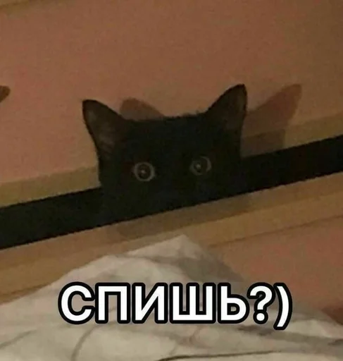 кошка кошки малого и среднего размера млекопитающее