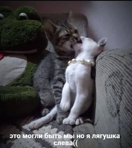 животное млекопитающее кошка