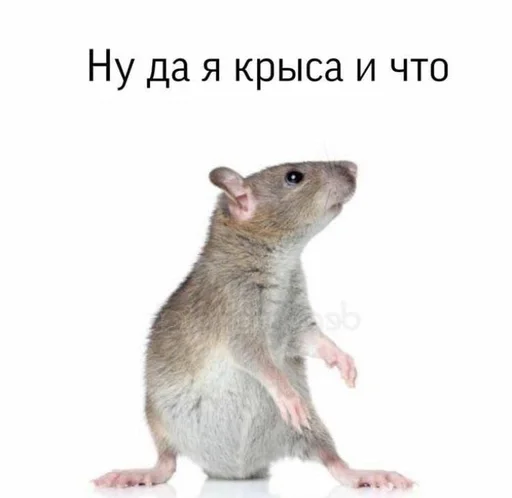 млекопитающее грызун животное