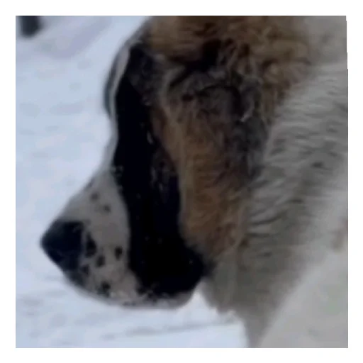 Sticker Сахар гей - 1