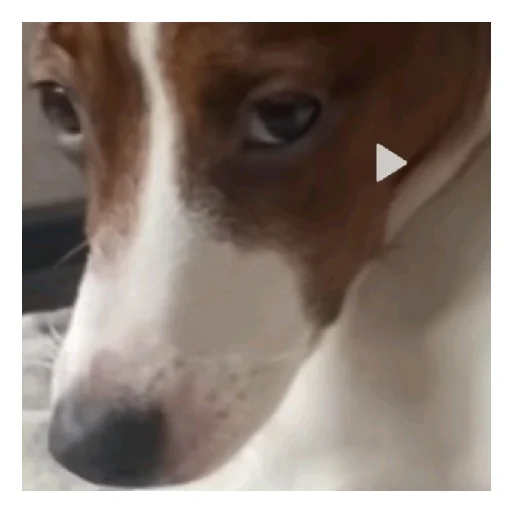 Стикер Сахар гей - 6