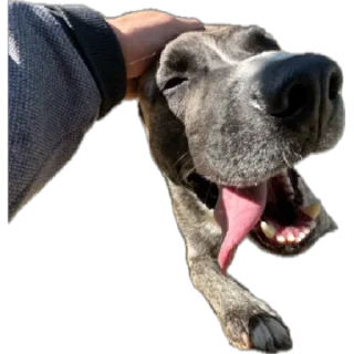 Sticker SandraFox - 3