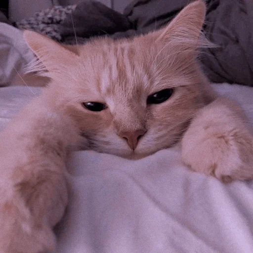 животное кошка млекопитающее