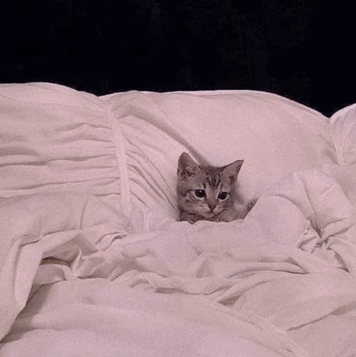 animal bed small to medium-sized cats