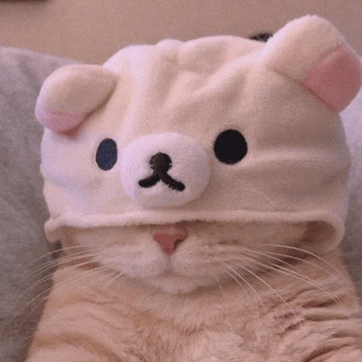 animal mammal small to medium-sized cats