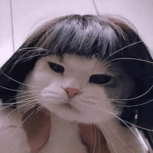 млекопитающее кошки малого и среднего размера кошка