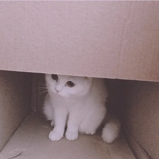 кошки малого и среднего размера кошачьи млекопитающее