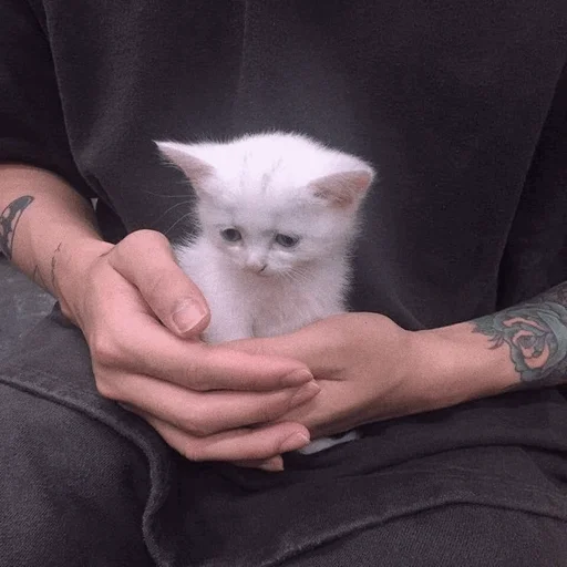 Человек млекопитающее животное