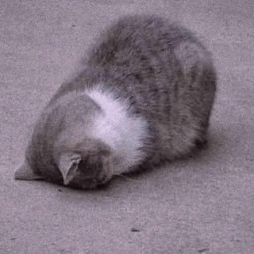 млекопитающее животное кошка