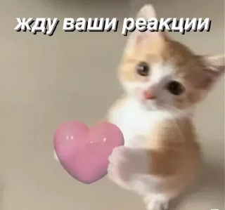 Sticker @saintwb СТИКЕРЫ ДЛЯ АДМИНОВ - 7