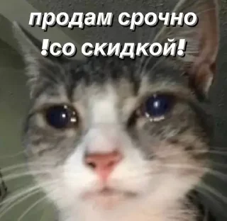 Sticker @saintwb СТИКЕРЫ ДЛЯ АДМИНОВ - 2