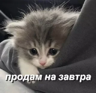 Sticker @saintwb СТИКЕРЫ ДЛЯ АДМИНОВ - 8