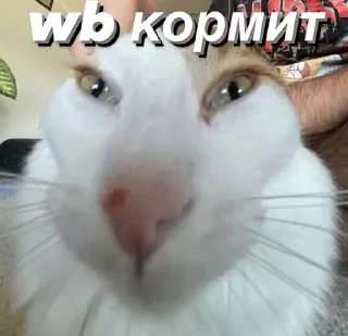 Sticker @saintwb СТИКЕРЫ ДЛЯ АДМИНОВ - 3