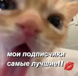 Sticker @saintwb СТИКЕРЫ ДЛЯ АДМИНОВ - 6