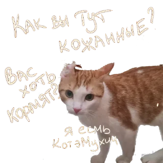 Стикер SamWayOm - 11