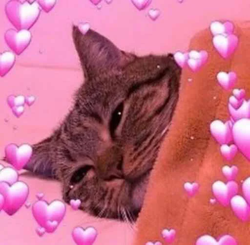 small to medium-sized cats felidae cat