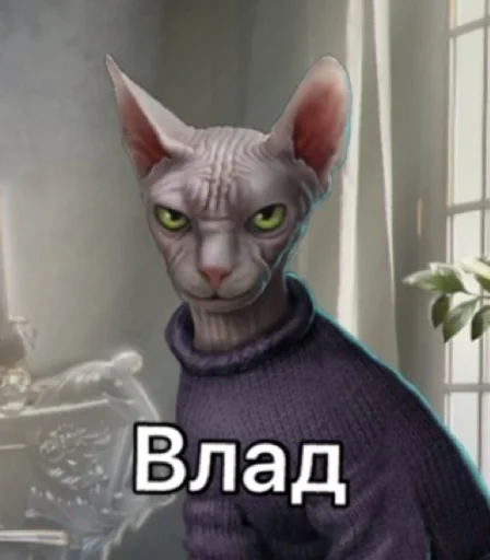 домашняя кошка млекопитающее животное