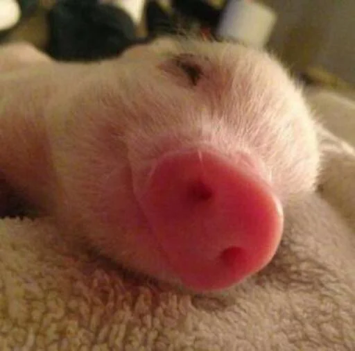 Хрюшки от Сани - mammal