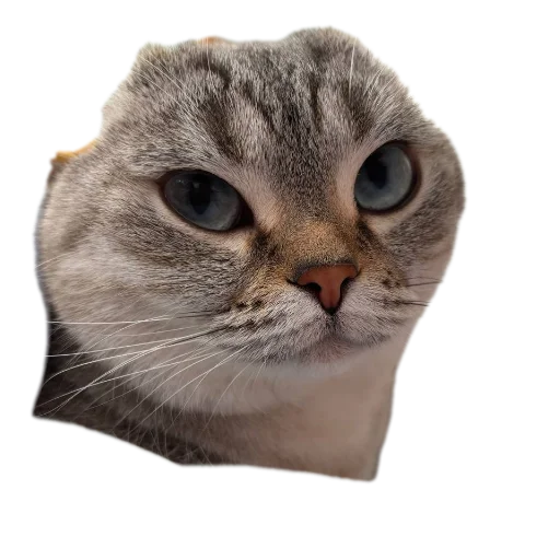 Сансито Паразито - 